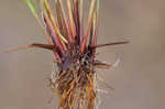 Yellow flatsedge